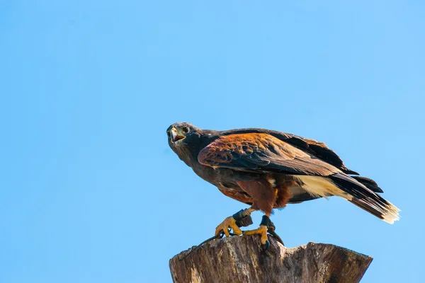 Steppe eagle on the top of a wooden tree log — Stock Photo, Image