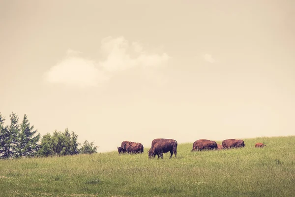 Yeşil çayır üzerinde bufalo sürüsü — Stok fotoğraf