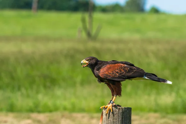 Falco Harris seduto su un palo di legno — Foto Stock