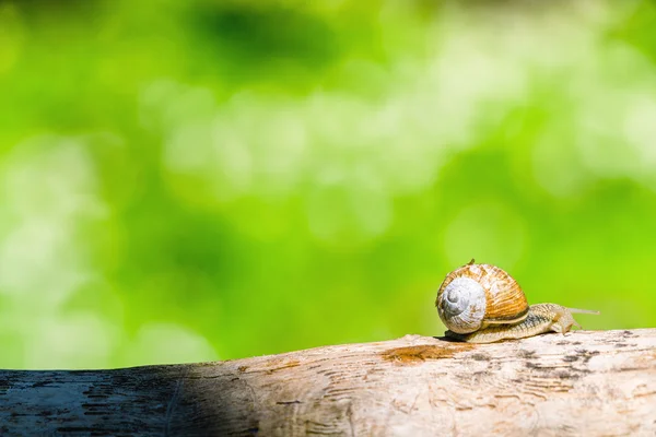 Равлик на гілці в зеленому лісі — стокове фото