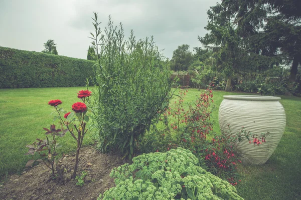 Rosor i en blomsterrabatt — Stockfoto