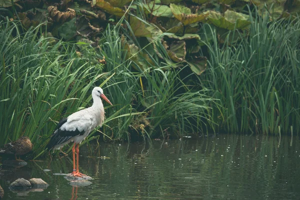 Cegonha branca em um rio — Fotografia de Stock
