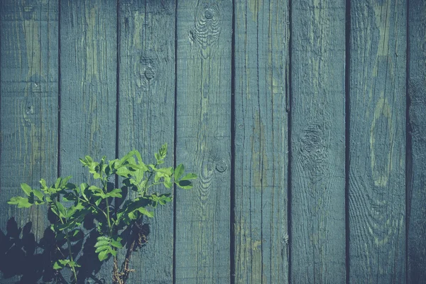 绿色的植物在一个蓝色的篱笆 — 图库照片