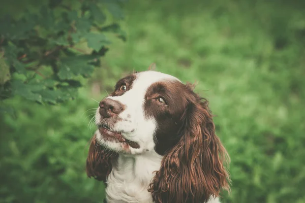 Tatlı yüzlü bir köpek. — Stok fotoğraf