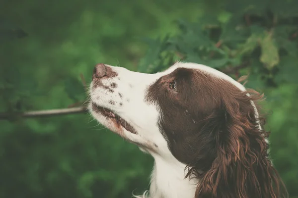 Schattige hond portret in een forest — Stockfoto