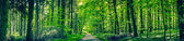 Картина, постер, плакат, фотообои "зеленые деревья на лесной тропе
", артикул 119171144