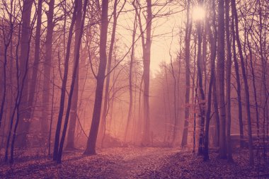 Sabah Sunrise sisli orman