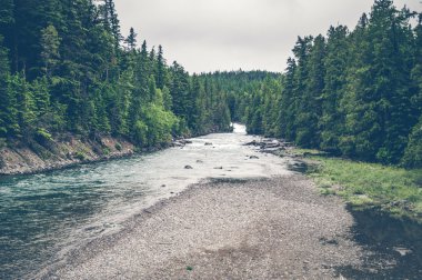 Çam ağaçlarıyla çevrili Nehri akış