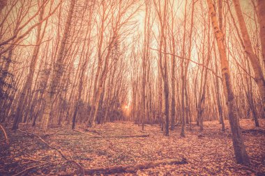 Danimarkalı bir ormandaki gündoğumu