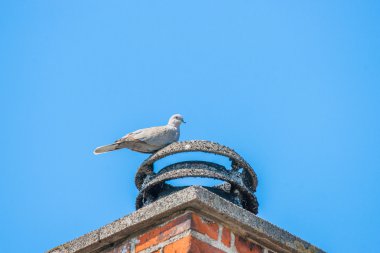 Pigeon on a bricked chimney clipart