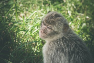 Macaca monkey in green grass clipart