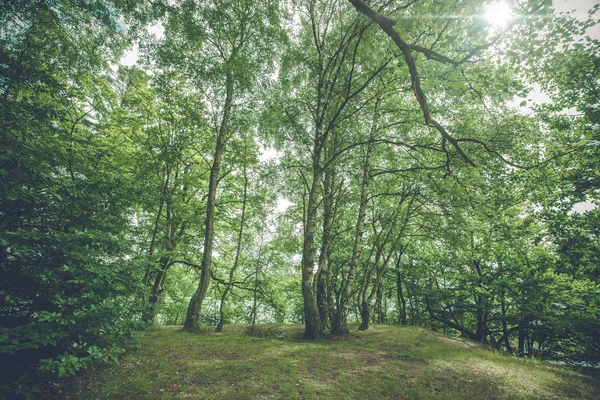 Vidoeiros em uma floresta — Fotografia de Stock