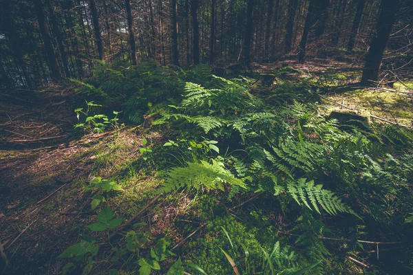 Zelené kapradí v temném lese — Stock fotografie