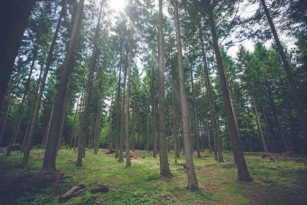 Bosque de pinos con luz solar — Foto de Stock