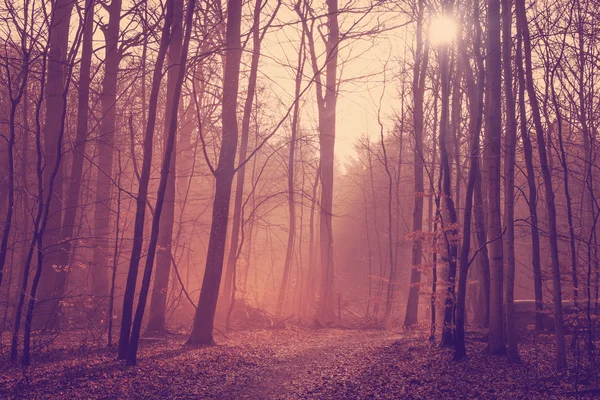 Floresta nebulosa no amanhecer — Fotografia de Stock