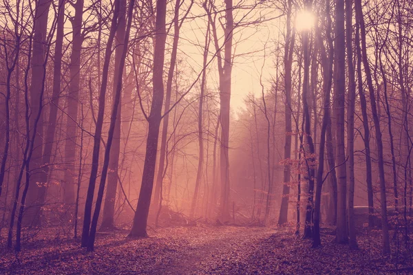 Misty forest in the morning sunrise — Stock Photo, Image