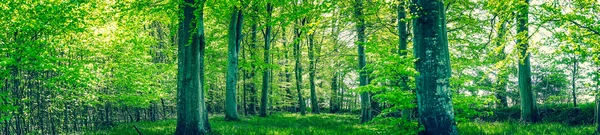 Grüne Blätter an den Bäumen im Frühling — Stockfoto