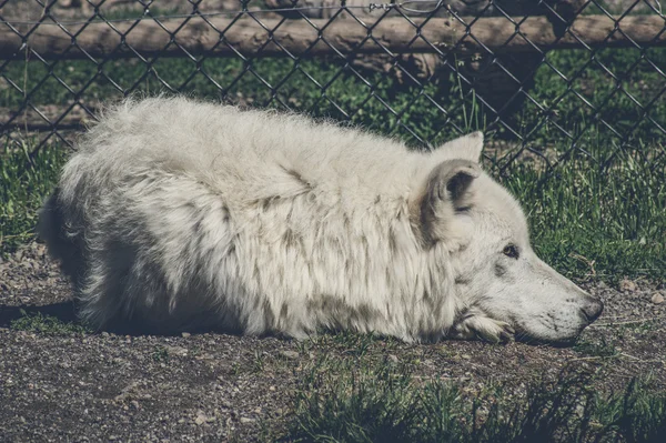 Lupo bianco che fa un pisolino — Foto Stock