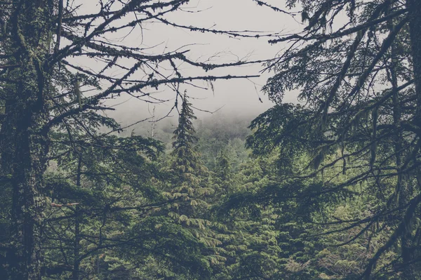 Bosque espeluznante con pinos —  Fotos de Stock
