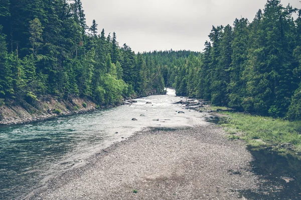 Fluss Bach umgeben von Kiefern — Stockfoto