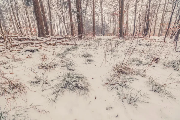 森林里覆盖着雪的草地 — 图库照片