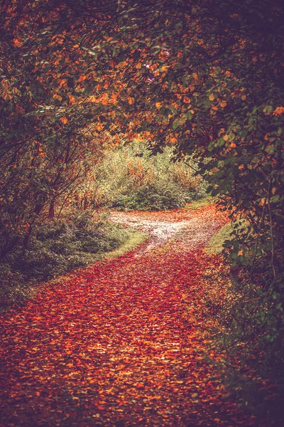 Podzimní listí na lesní cestě — Stock fotografie