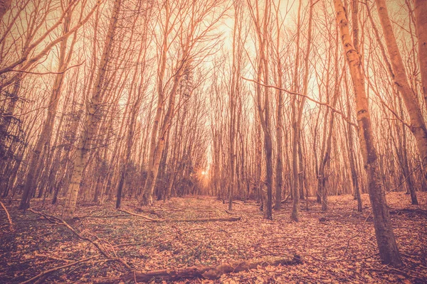 Salida del sol en un bosque danés — Foto de Stock