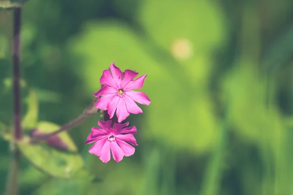 Silene Dioica květy fialové barvy — Stock fotografie