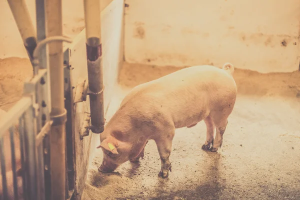 Schweine fressen Futter in einem hellen Stall — Stockfoto