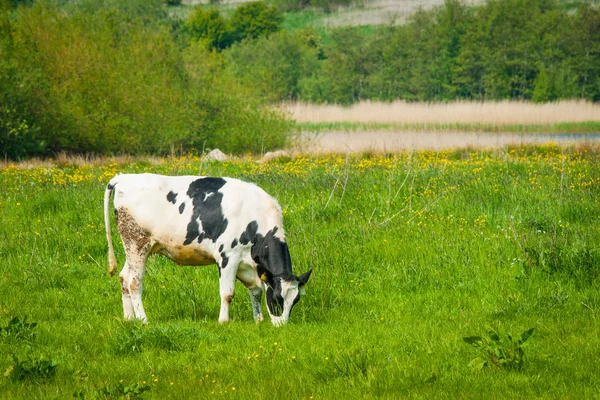 Grazende koe op een groen veld — Stockfoto