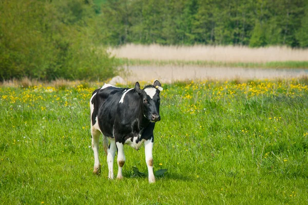 Holstein Vacca frisona in piedi su un campo — Foto Stock