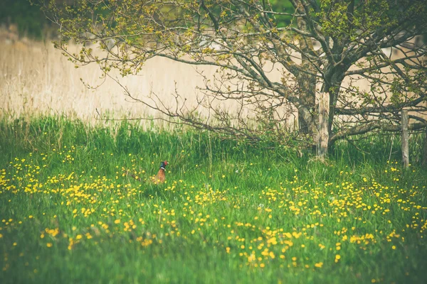 在夏天的草地上野鸡 — 图库照片