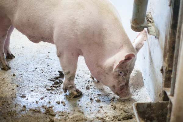 Cerdo sucio parado en el barro — Foto de Stock