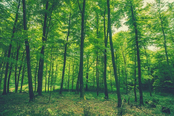 Alti alberi verdi in primavera — Foto Stock