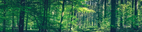 Árboles altos en un bosque verde — Foto de Stock