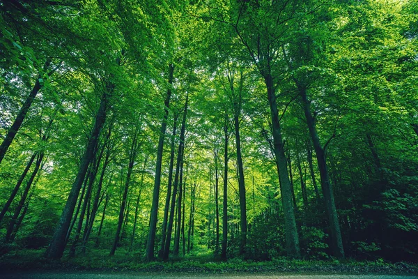 Árboles verdes altos en un bosque — Foto de Stock