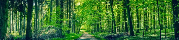 Zöld fák, egy erdei úton — Stock Fotó