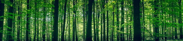 Bosque verde con siluetas de árboles — Foto de Stock