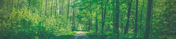 Plantas verdes e árvores por uma estrada — Fotografia de Stock