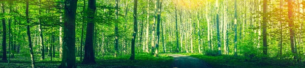 Idylické lesní krajina v panorama — Stock fotografie