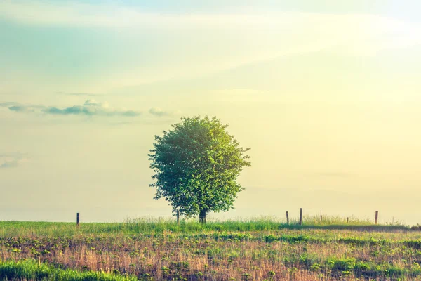 Árvore solitária em um prado rural — Fotografia de Stock