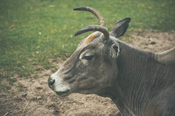 Stier mit Hörnern auf einem Feld — Stockfoto