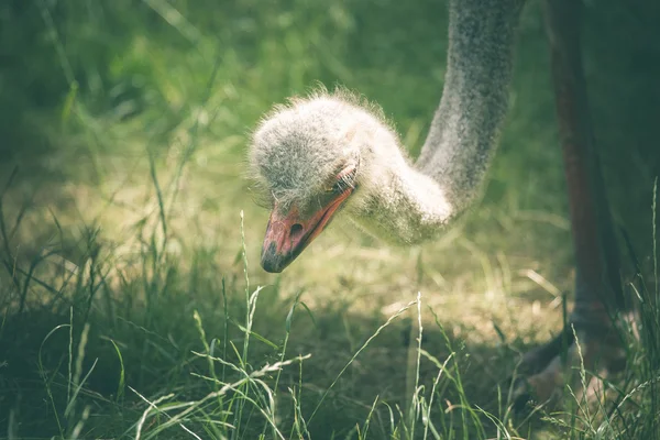 Ostrich searching for food — Stock Photo, Image