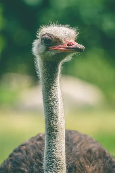 Ostrich with a long neck — Stock Photo, Image