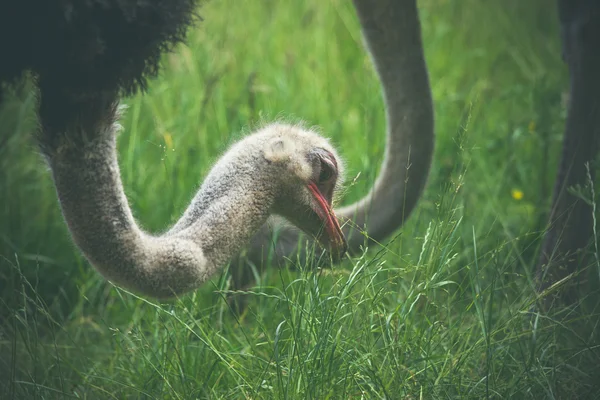 Ostrich eating green grass — Stock Photo, Image