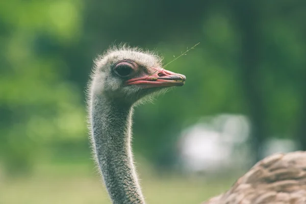 Ostrich with a straw in the mouth — Stock Photo, Image