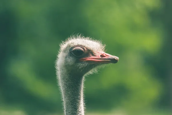 Ostrich headshot on green background — Stock Photo, Image
