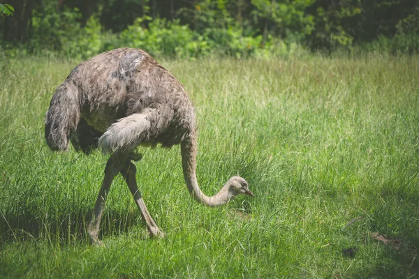 Ostrich walking on a green meadow — Stock Photo, Image