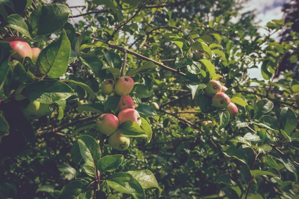 Jablka na zelený strom v zahradě — Stock fotografie