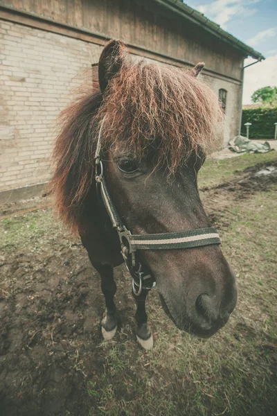 Paard met rood haar — Stockfoto